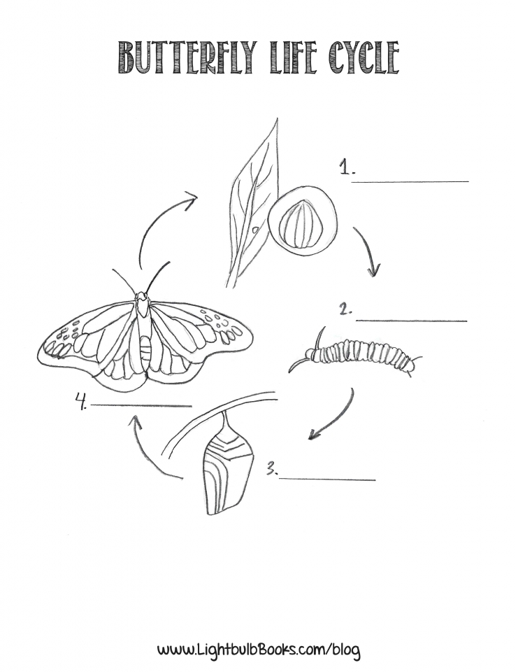 550 Top Coloring Page Of Butterfly Life Cycle  Images