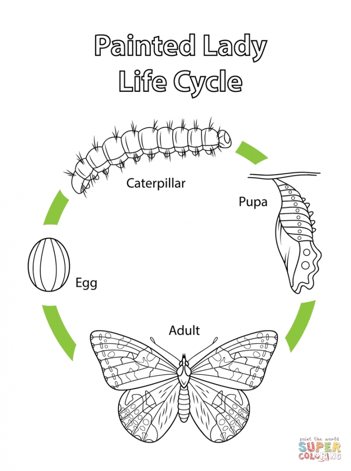 Life Cycle Of The Butterfly Printable