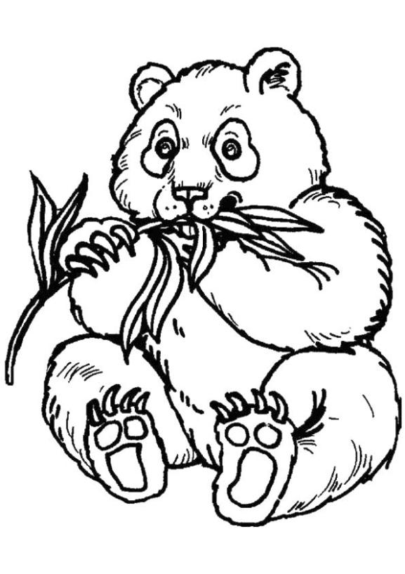 Get This Panda Eating Bamboo Coloring Pages