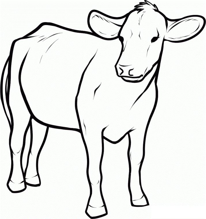 Get This Cow Coloring Pages Free Printable Baby Cow Picture for