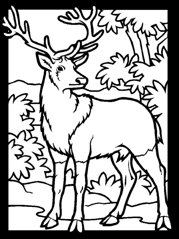 Get This Deer Coloring Pages Free Printable Buck Is a Male Deer