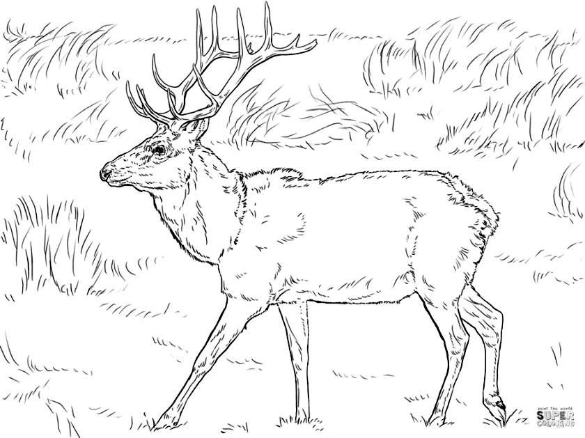 Realistic Wildlife Coloring Pages Deer