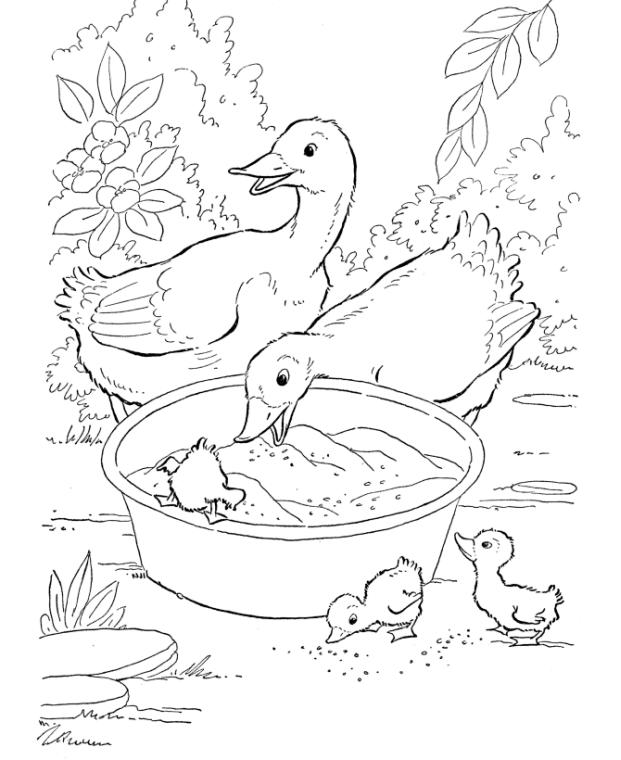 Get This Duck Coloring Pages A Duck Family Eating
