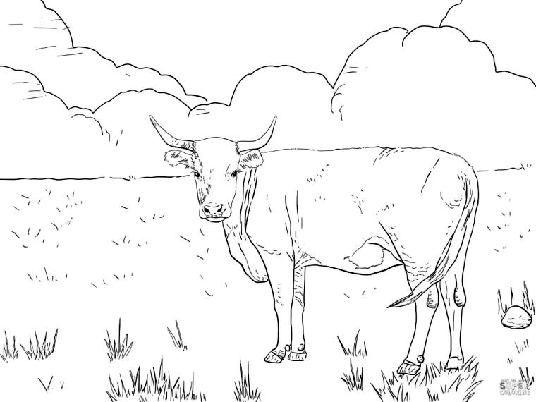 Get This Realistic Cow Coloring Pages to Print Longhorn Cow