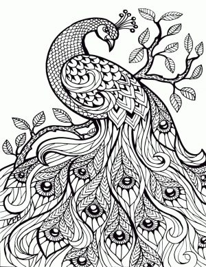 Adult Coloring Pages Animals Peacock 1