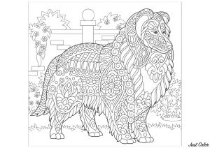 Adult Coloring Pages Dog Collie Dog