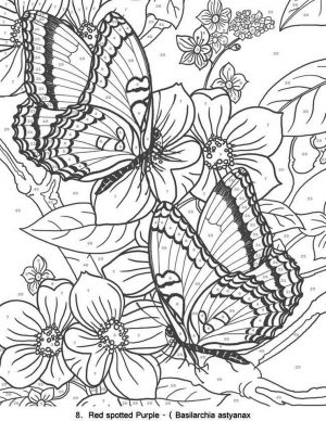 Advanced coloring pages of Butterfly for Adults – 56172