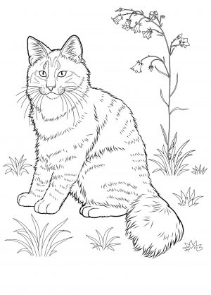 Cat Coloring Pages for Adults Realistic Fluffy Cat