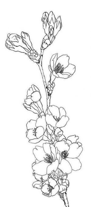 Coloring Pages Cool Designs for Teenagers A Branch of Cherry Blossoms