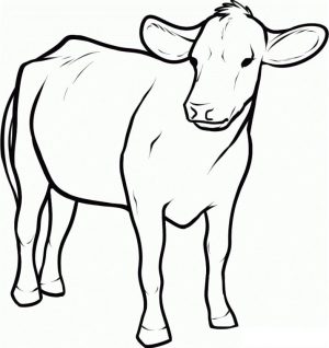 Cow Coloring Pages Free Printable Baby Cow Picture for Kindergarten