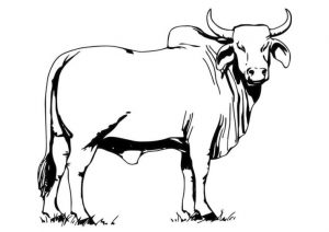 Cow Coloring Pages Free Printable Huge Male Cow with Horns