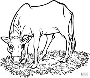 Cow Coloring Pages to Print Cow Eating Grass