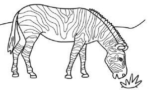 Cute Zebra Coloring Pages grz6