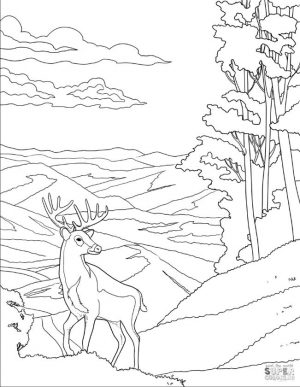 Deer Coloring Pages A Drawing of White Tailed Deer