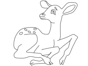Deer Coloring Pages Free Printable Fawn Is Baby Deer