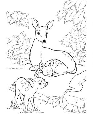 Deer Coloring Pages Free Printable Mother Deer Taking Care of Her Babies