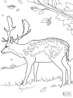 Deer Coloring Pages Free Realistic Deer Printable