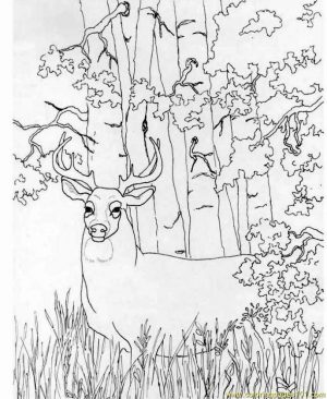 Deer Coloring Pages Online Strong and Proud Male Deer in the Wild
