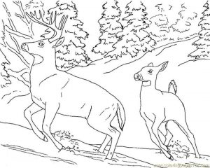 Deer Coloring Pages Online Two Deers Running Fast
