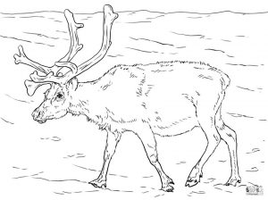 Deer Coloring Pages Realistic Deer Drawing for Adults