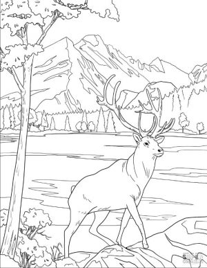 Deer Coloring Pages Realistic Deer Drawing for Older Kids