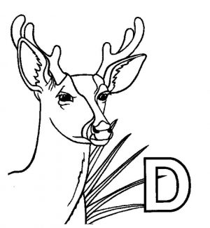 Deer Coloring Pages for Kids D Is for Deer