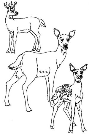 Deer Coloring Pages for Kids Deer Family