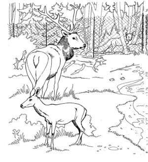 Deer Coloring Pages for Kids Two Deers Inside a Cage