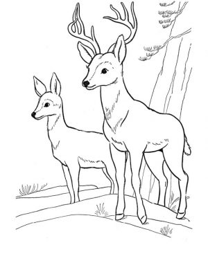 Deer Coloring Pages to Print A Couple of Deers in the Wild