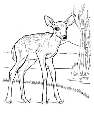 Deer Coloring Pages to Print A Lone Deer in Savanna
