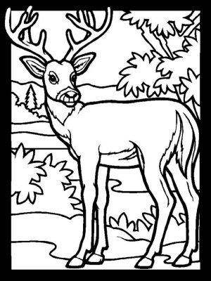 Deer Coloring Pages to Print A Strong Male Deer