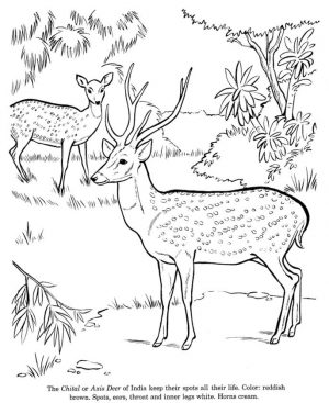 Deer Coloring Pages to Print Axis Deer Drawing