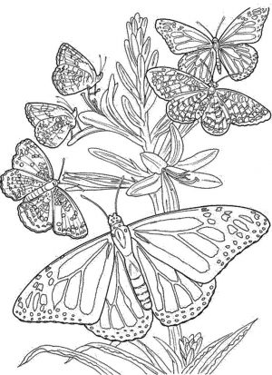 Difficult Butterfly Coloring Pages for Adults – mb879