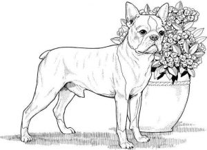 Dog Coloring Pages for Adults Realistic Dog Drawing