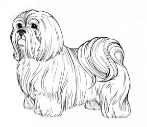 Dog Coloring Pages for Adults Realistic Sketch of Long Haired Dog