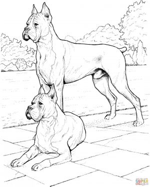 Dog Coloring Sheets for Grown Ups Boxer Dog Realistic Drawing