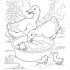 Duck Coloring Pages