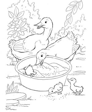 Duck Coloring Pages A Duck Family Eating