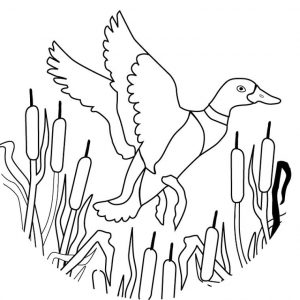 Duck Coloring Pages A Duck Flying across a Pond