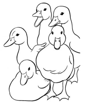 Duck Coloring Pages A Lot of Ducks Quaking