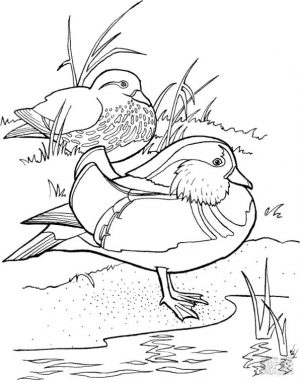Duck Coloring Pages A Pair of Mandarin Ducks