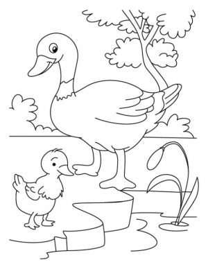 Duck Coloring Pages Duck Chick and Her Mom