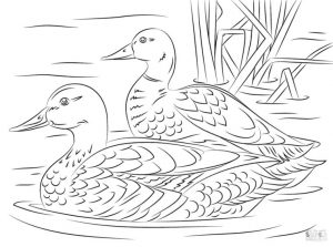 Duck Coloring Pages Duck Couple Swimming
