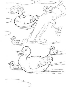 Duck Coloring Pages Duck Family in a Pond