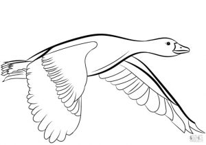 Duck Coloring Pages Flying Duck