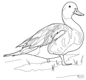 Duck Coloring Pages Northern Pintail Duck