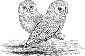 Free Owl Coloring Pages for Adults ro22