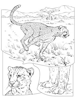 Free Printable Cheetah Coloring Pages – l67vb