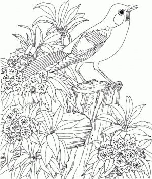 Hard Coloring Pages Printable Free Realistic Bird Image