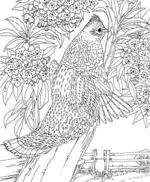Hard Coloring Pages Realistic Bird Drawing